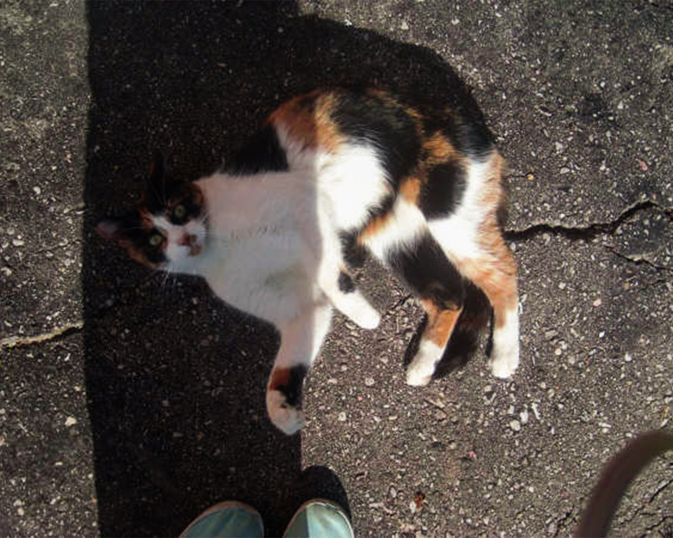 Patches the Cat Patches the Cat
